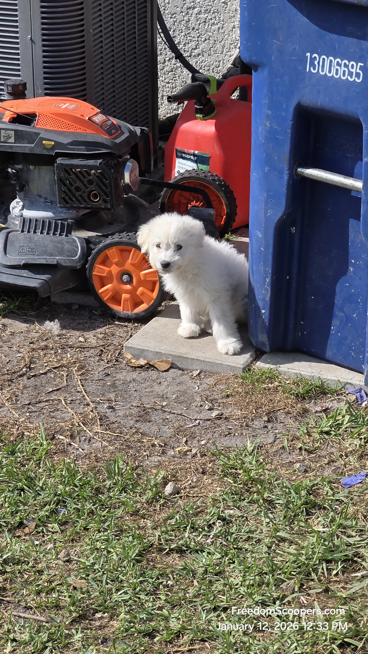 A Lee County puppy near a Freedom Scoopers service visit