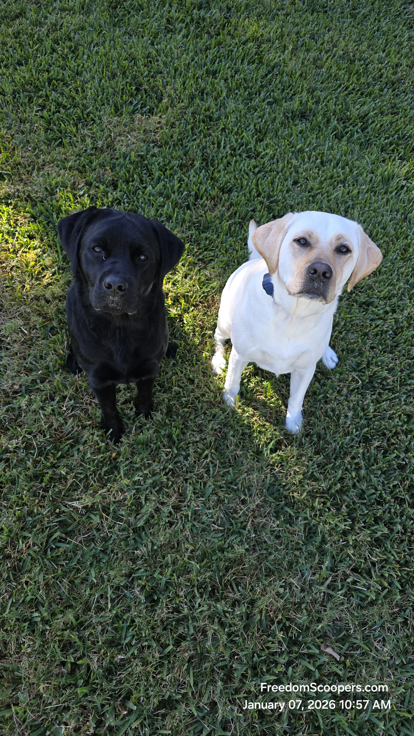 Two friendly dogs in a Lee County yard
